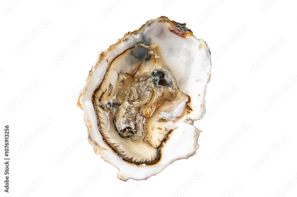 Oysters fresh seafood tasty food dish Fresh delicious gourmet food background on the table rustic food top view copy space top view pescetarianism diet Oysters fresh seafood tasty food dish Fresh delicious gourmet food background on the table rustic food top view copy space top view pescetarianism diet