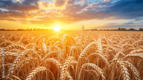 Close-up of a wheat field at golden hour, with the sun illuminating the grain