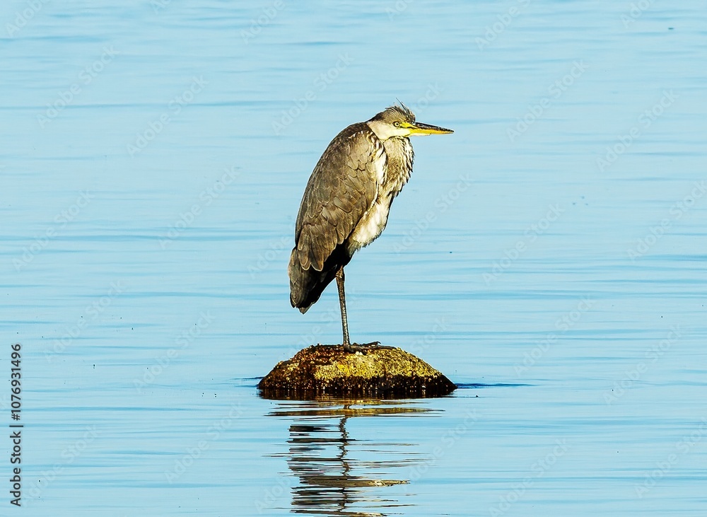 The heron waits for food on a rock in the Baltic Sea