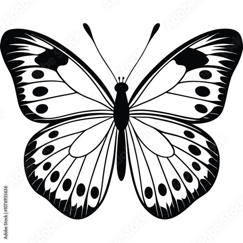 Pale Clouded Yellow butterfly vector illustrations on a white background.