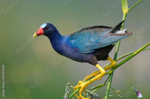 Purple Galinule (Porphyrio martinica), Florida, USA