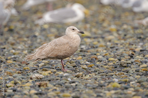 Glaucous-winged Gull (Larus glaucescens), Nanaimo, British Columbia, Canada photo