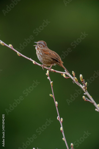 Song Sparrow (Melospiza melodia), Drumbeg Provincial Park, Gabriola Island , British Columbia, Canada   photo