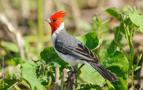 Red-crested Cardinal (Paroaria coronata), Araras Ecolodge,  Mato Grosso, Brazil