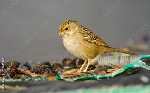 Golden-crowned Sparrow (Zonotrichia atricapilla),  Healdsburg , California, USA photo