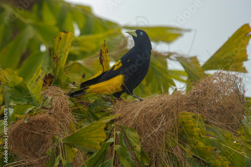 Photography Yellow-rumped Cacique (Cacicus cela), Jardim d' Amazonia Ecolodge, Mato Grosso,