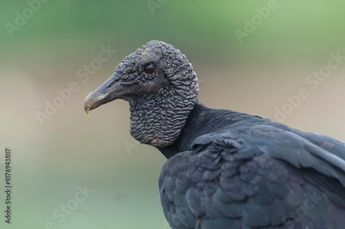 Black Vulture (Coragyps atratus),  The Pantanal, Mato Grosso, Brazil photo