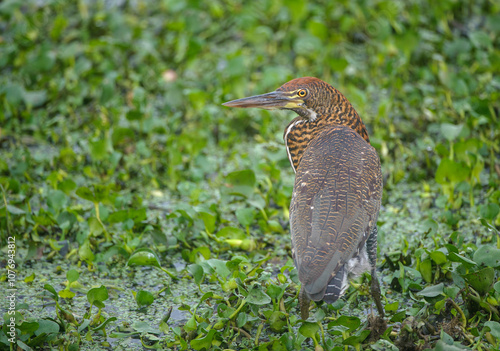 Pinnated Heron (Botaurus pinnatus),  The Pantanal, Mato Grosso, Brazil photo