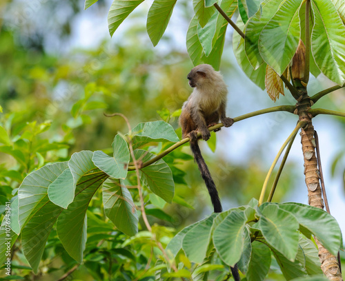 Black-tailed Marmoset (Mico melanura),  The Pantanal, Mato Grosso, Brazil