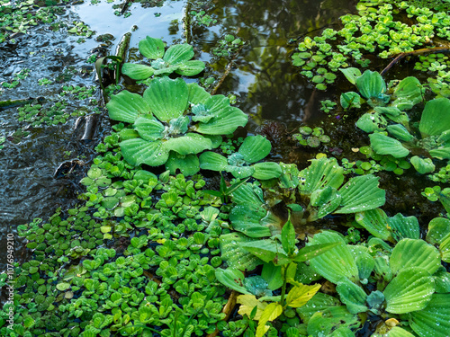 Mussel flower (Pistia stratiotes) in the Amazon rainforest. photo