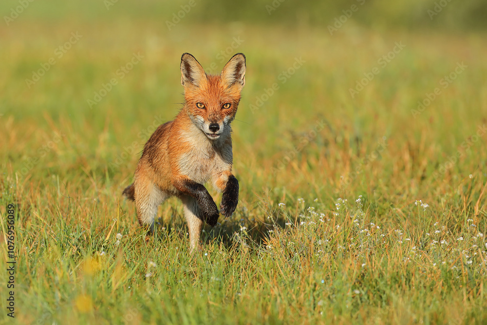 Lis rudy, fox, lis (Vulpes vulpes)