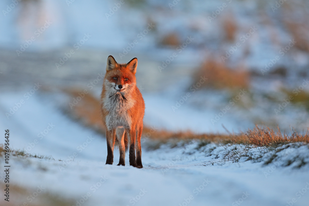 Lis rudy, fox, lis (Vulpes vulpes)