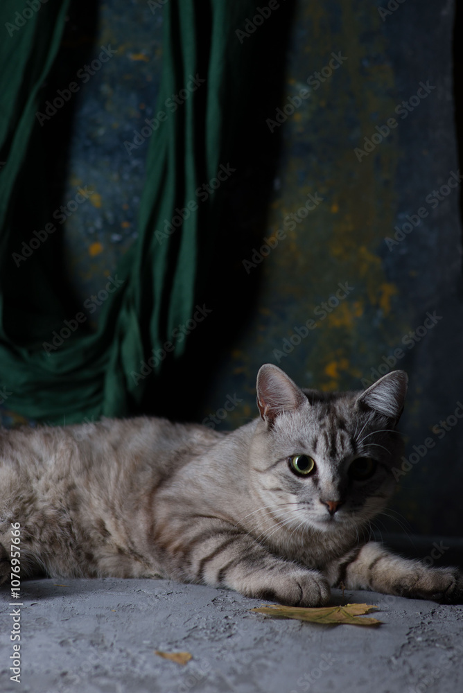 Obraz premium gray tabby cat in dramatic style