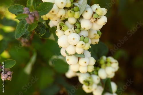 Close-up shot of snowberry branch with white berries and green leaves (Symphoricarpos) in nature. photo