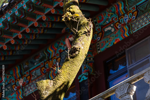 tree with moss in the Buddhist temple photo