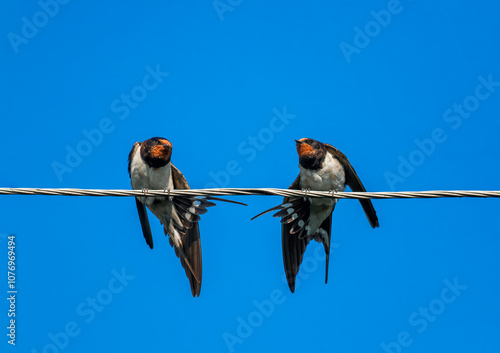 two swallow birds sitting on wires against blue sky and synchronously cleaning their feathers on a summer day photo