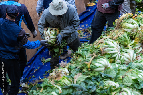 moving napa cabbages for kimchi-making in the Buddhist temple photo