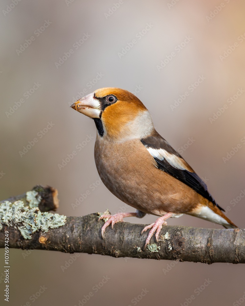 Fototapeta premium Grubodziób Coccothraustes coccothraustes