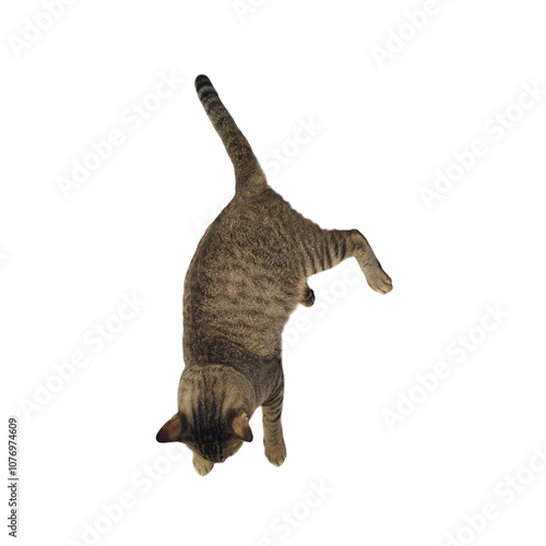 gray cat isolated on transparent background png file