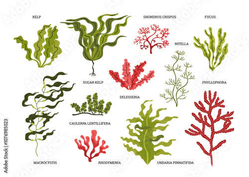 Vector graphics with various types of exotic algae with graceful wavy leaves and slender trunks photo