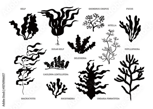 Vector icons with black silhouettes: algae thickets, aquatic plants and branches on a white background
