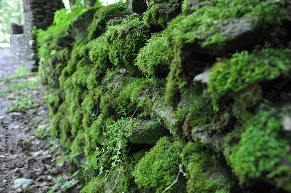 Fototapeta premium A close-up of a moss-covered stone wall in a forest setting, showing the lush green texture of moss clinging to rugged rocks.