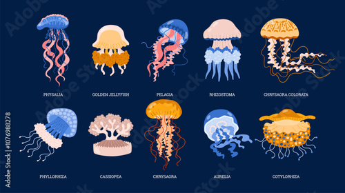 Vector set of different types of jellyfish, showing a cute, design with tentacles and patterns