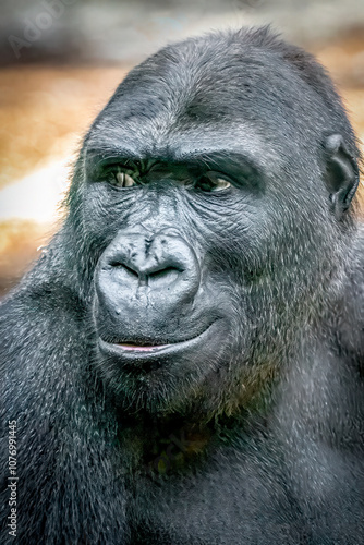 Close-Up of Gorilla's Face with Intense Expression in Natural Habitat photo