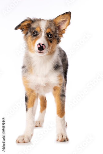 Cute Border collie puppy standing isolated on white