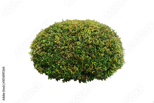 Green shrub for garden decoration isolated on white background.	
