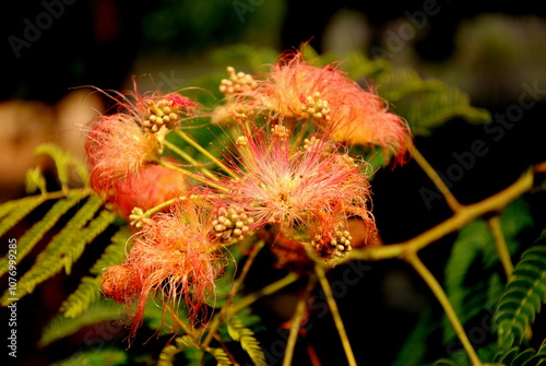 The flowering of beautiful silky Japanese acacia is a special experience at the beginning of summer. Albizia julibrissin 'Rosea. photo