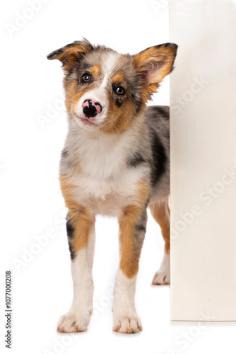 Cute Border collie puppy isolated on white looks around a wall