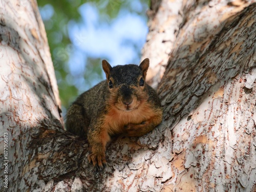 Adorable Gray Squirrel Getting Ready for Winter photo