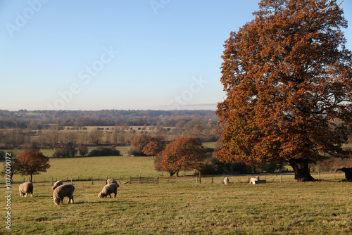 View across the Stour Valley, from East Bergholt towards Dedham, Suffolk, UK   photo