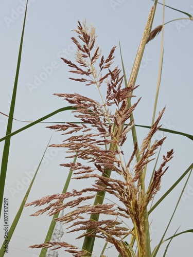 saccharum ravennae flower Head pattern or ravennagrass head pattern  photo