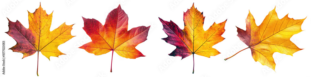 Fototapeta premium set of 4 maple leaves