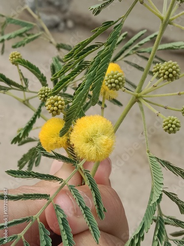 vachellia nilotica flower.Acacia nilotica yellow flower or flower of the Gum arabic tree  photo