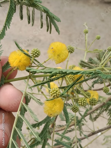 vachellia nilotica flower.Acacia nilotica yellow flower or flower of the Gum arabic tree  photo