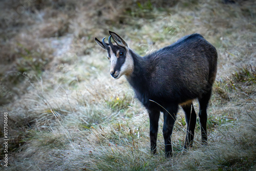 a chamois yearling on a mountain meadow at a autumn morning in the chamois rut