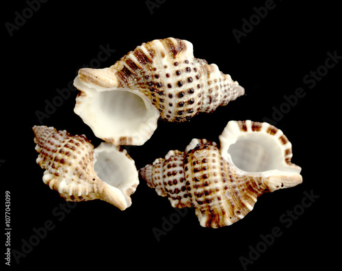 decorative sea shell on a black background photo