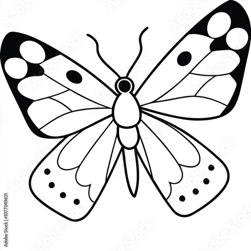 Silver-spotted Skipper butterfly vector illustrations on a white background.