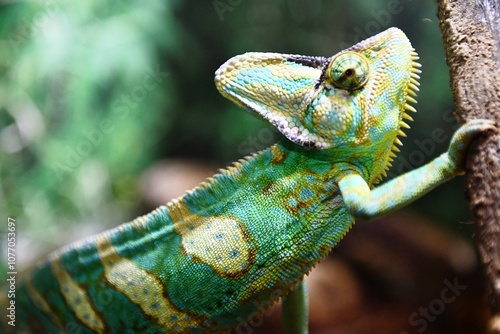 chameleon on a branch