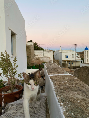 Vue sur le ciel grec et chat photo