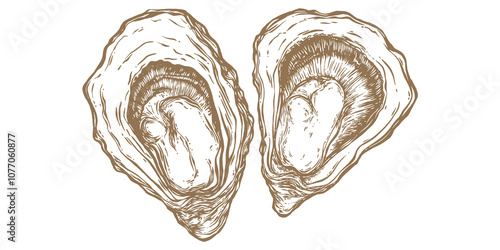 Oyster, seafood. Vintage retro print, seafood oysters sketch, logo sign template, ink pencil style drawing, engrave old school. Hand drawn sketch oysters. Vector Illustration