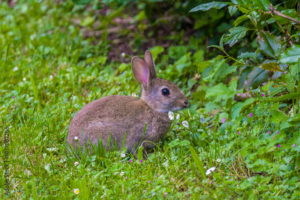 Fototapeta premium Cute young rabbit sitting in green grass