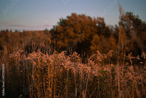 Fototapeta Naklejka Na Ścianę i Meble -  Promienie zachodu