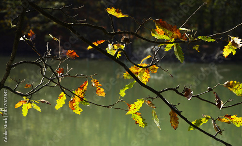 Wallpaper Mural autumn leaves on the tree Torontodigital.ca