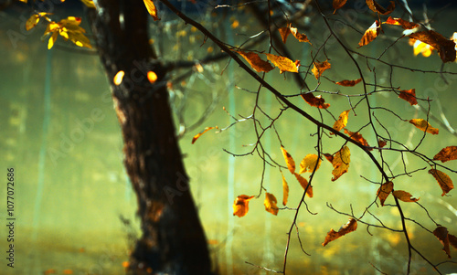 Wallpaper Mural autumn leaves on a tree Torontodigital.ca