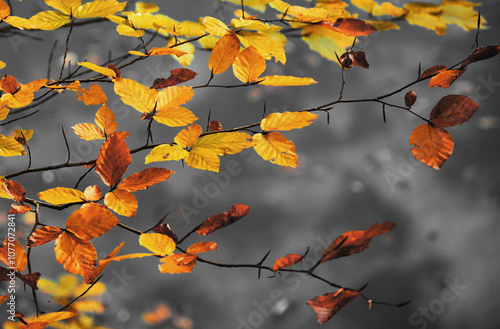 Wallpaper Mural autumn leaves in the sun Torontodigital.ca