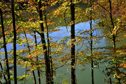 Wallpaper Mural autumn forest by the lake Torontodigital.ca